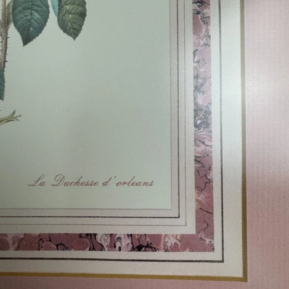 Vtg PIERRE JOSEPH REDOUTE BOTANICAL ART Rosa Gallica Aurelianensis Framed Print